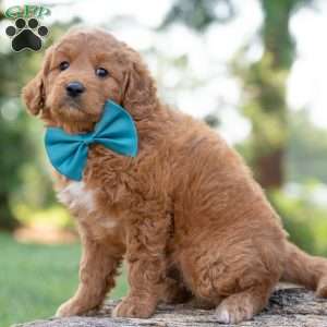 Dirk, Goldendoodle Puppy